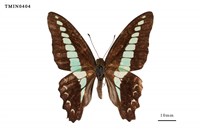 藏品(青鳳蝶)的圖片